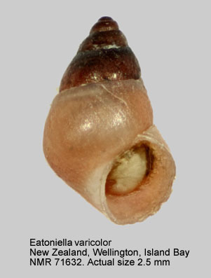 Eatoniella varicolor.jpg - Eatoniella varicolorPonder,1965